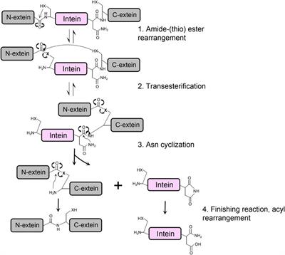 Protein Splicing of Inteins: A Powerful Tool in Synthetic Biology